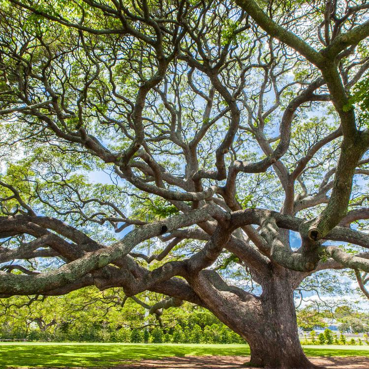 モンキーポッド In モアナルアガーデン この木なんの木 気になる木