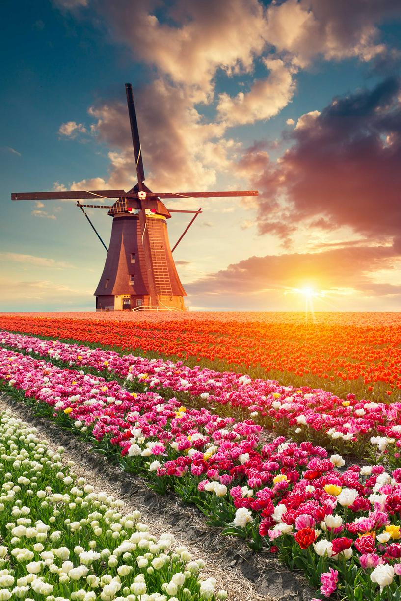オランダのチューリップと風車 オランダ代名詞のコラボレーション
