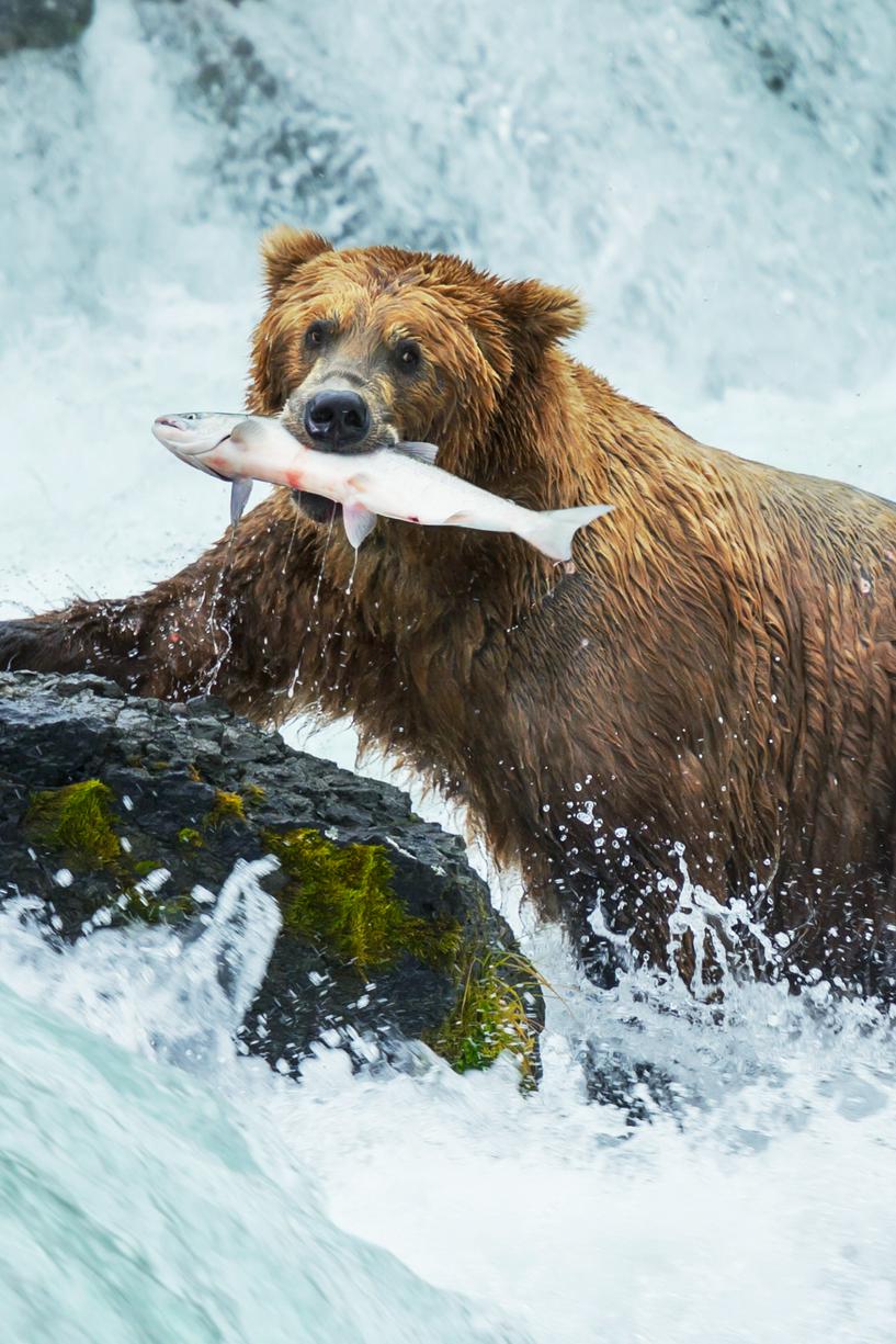 カトマイ国立公園 サケを喰らうグリズリー