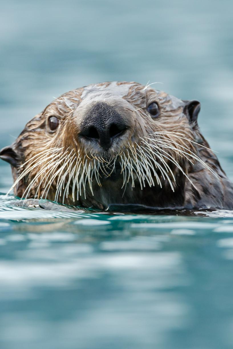カトマイ国立公園 サケを喰らうグリズリー