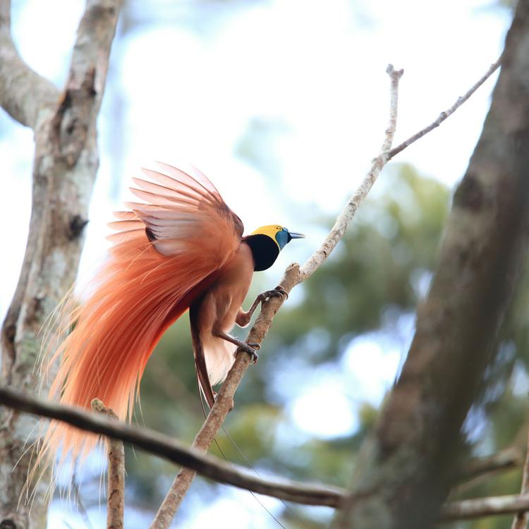 極楽鳥 In タリ 極楽鳥の魅惑のダンス