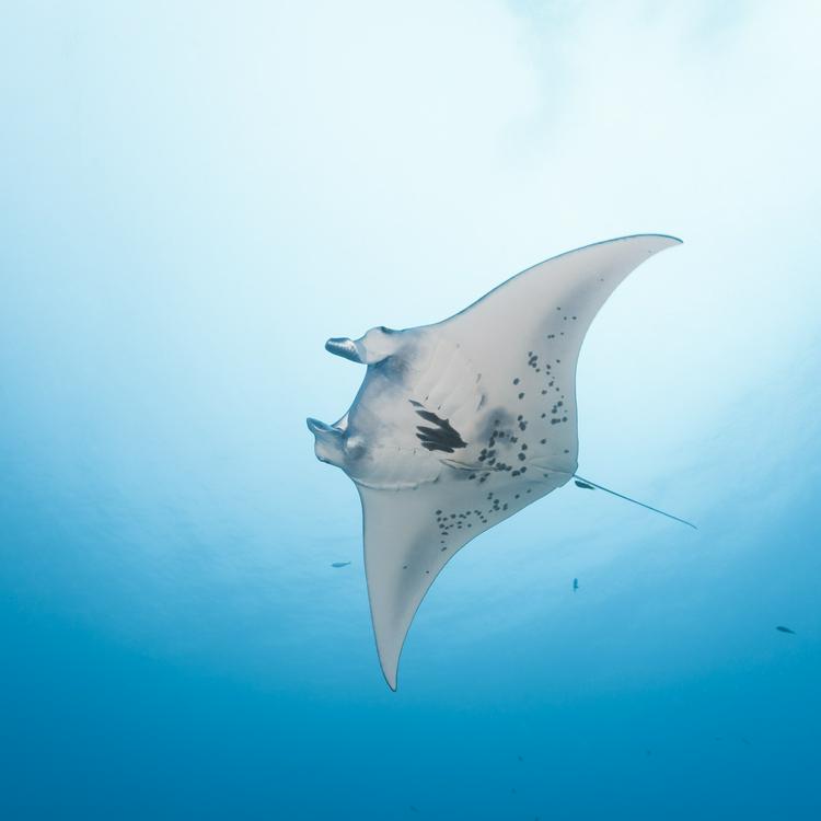 Manta Rays in Palau - The most popular giant in Palau