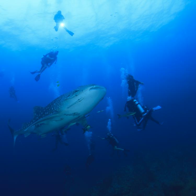Whale Sharks in Utila, Honduras Whale sharks' capital