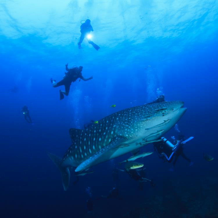 Whale Sharks in Utila, Honduras Whale sharks' capital