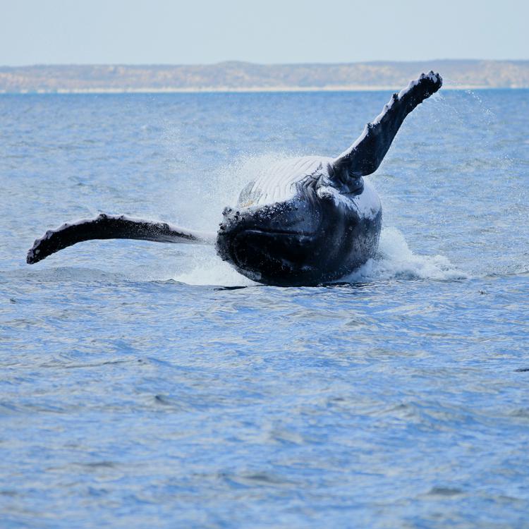 Humpback Whales in Ningaloo Reef, Western Australia Whales highway